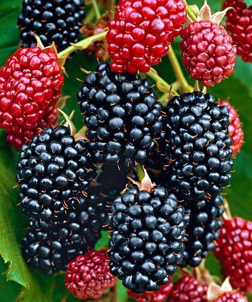 Thornfree Besshipless Blackberry, foto de un ramo de bayas