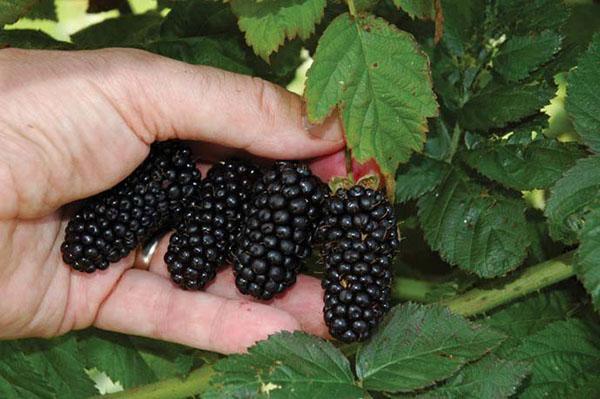 Blackberry Bedford Giant