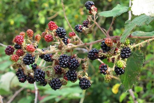 Mûre géante (Rubus armeniacus)