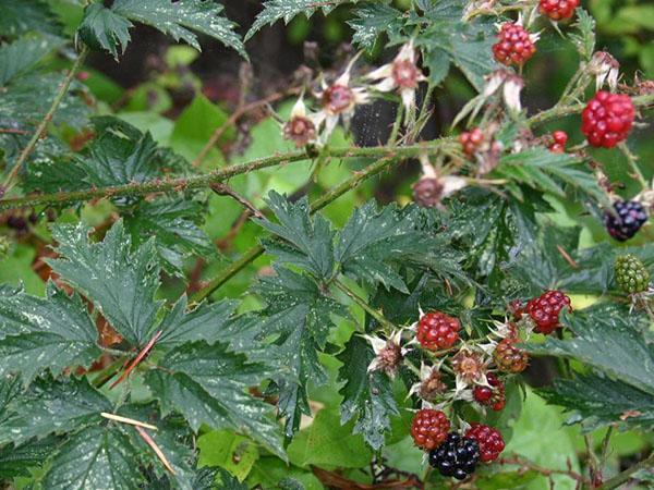 Foto de mora cortada (Rubus laciniatus)