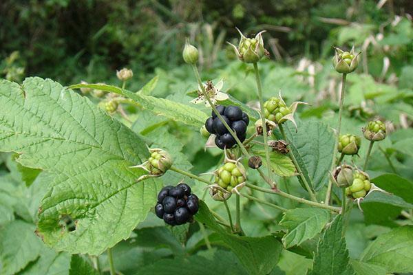 Mûre (Rubus caesius)