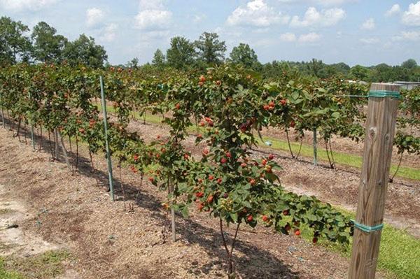 Cultivo de moras en un enrejado