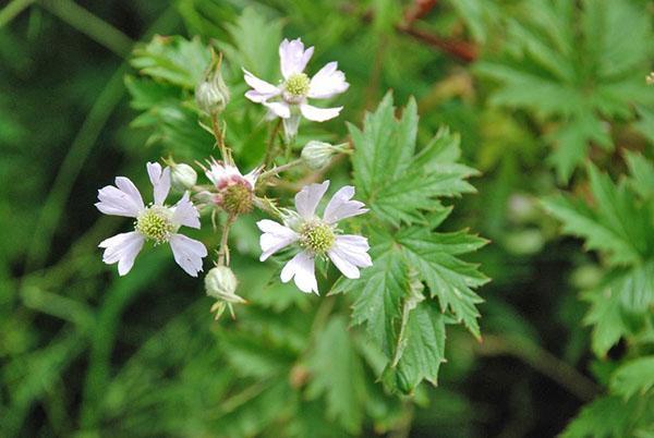 Fleur de mûrier à feuilles persistantes sans épines