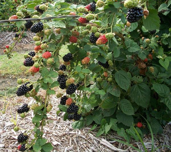 buisson de mûre sur un treillis