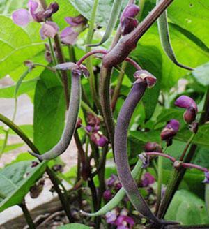 Bluhilda - frijoles rizados vegetales