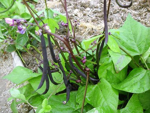 Frijoles Reina Morados