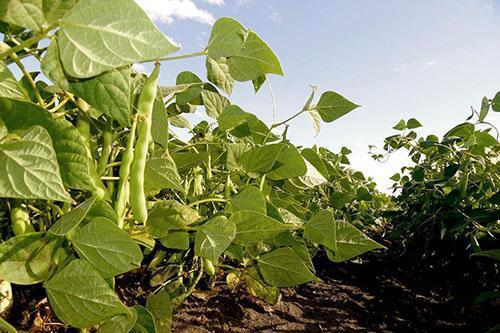 Las primeras plantaciones de judías verdes aparecieron en los campos de Italia.