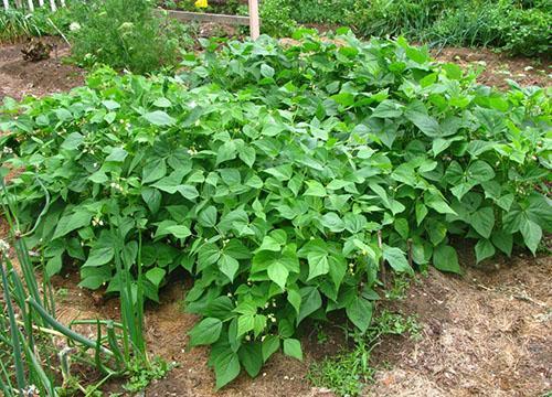 Tanto los frijoles arbustos como los rizados se cultivan en los parterres del jardín.