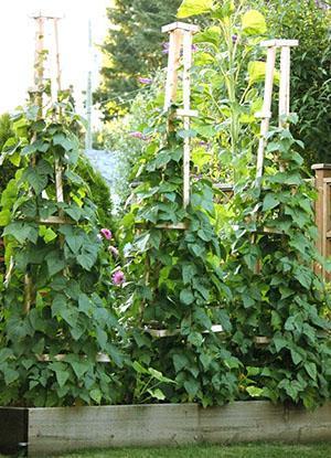Frijoles rizados sobre soportes resistentes