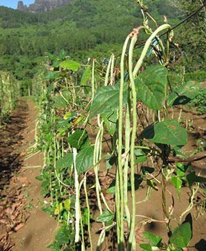 Los frijoles Wign crecen en el sitio
