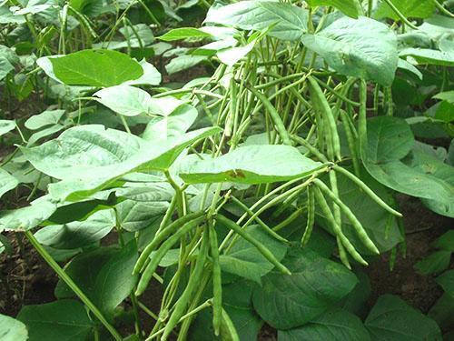 Frijoles de frijol mungo