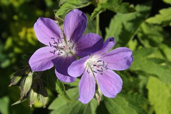 Mayflower Geranio del bosque