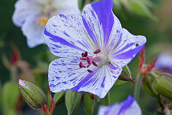 Flores abigarradas de geranio de pradera