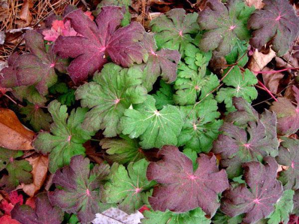 Follaje otoñal de geranio de jardín