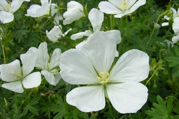 Álbum jardín flor de geranio