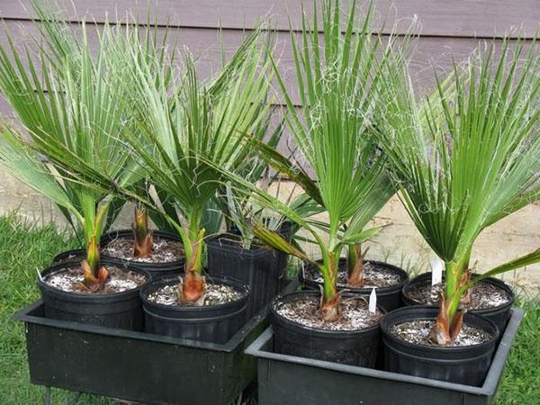 Washingtonia en el vivero