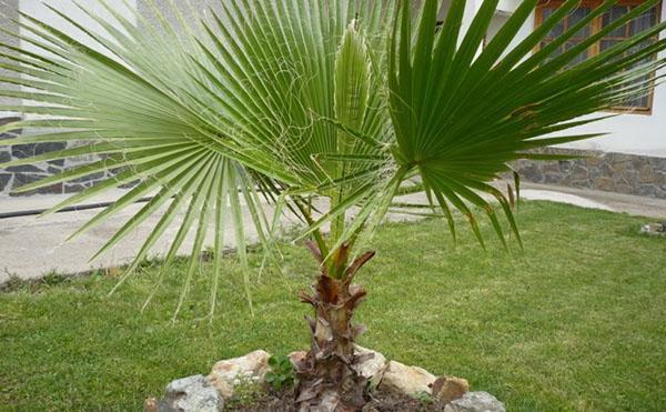 hilo de washingtonia