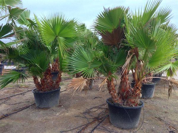 washingtonia robusta