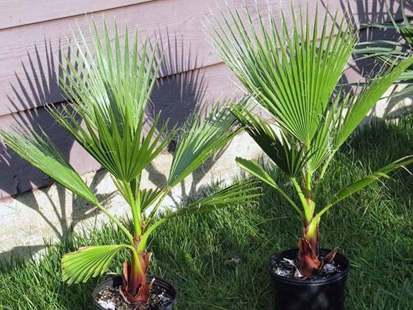 plantes bien entretenues