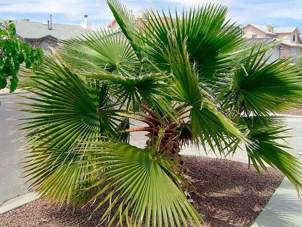 palmera washingtonia en la naturaleza