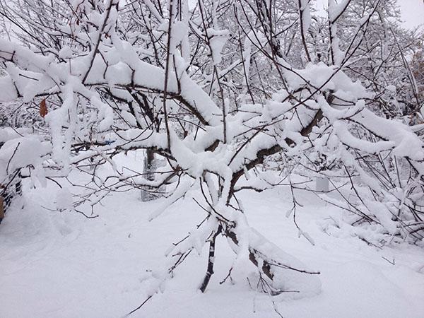 variété résistante à l'hiver