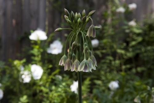 flores de escorpión de néctar