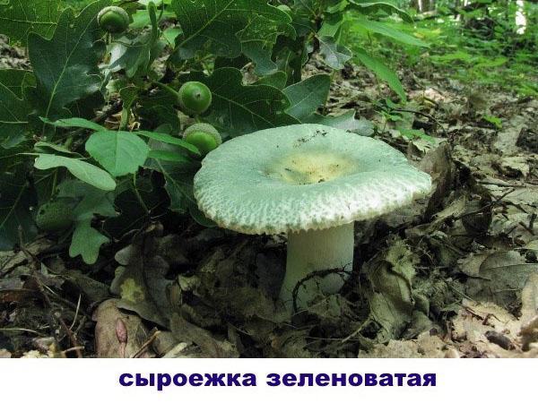 russula con gorra verdosa