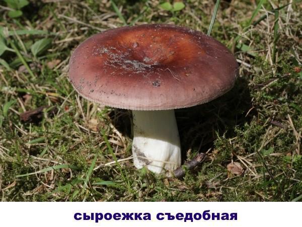 russula con gorra oscura