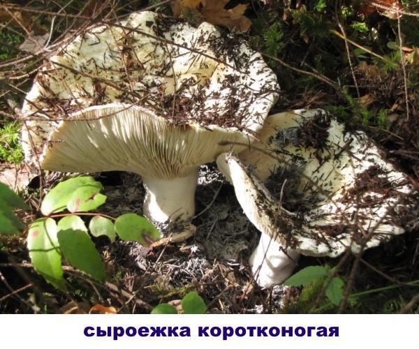 russula avec chapeau blanc