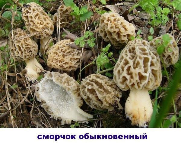 morilles communes