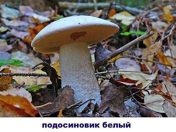 boletus blanco