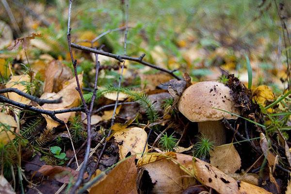 cacher des champignons comestibles