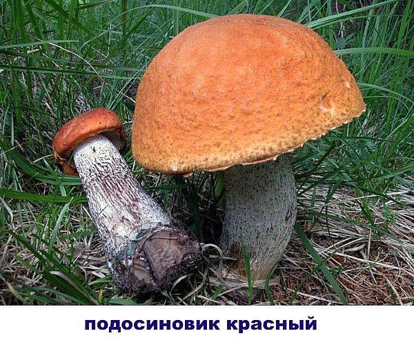 boletus rojo