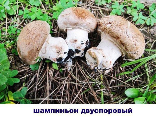 double champignon