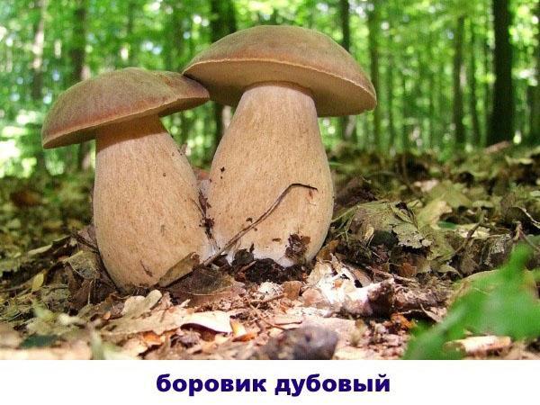 boletus de roble