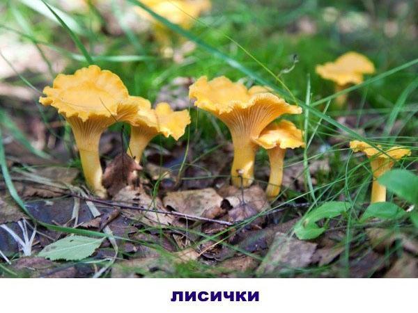 girolles