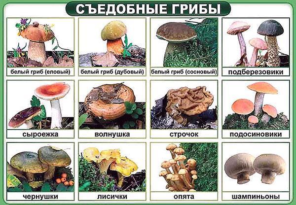 champignons comestibles