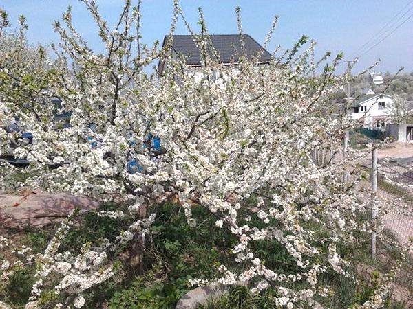 ciruela cereza durante la floración