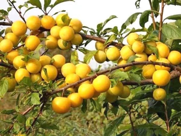 variétés mûres de prune cerise de l'or scythe