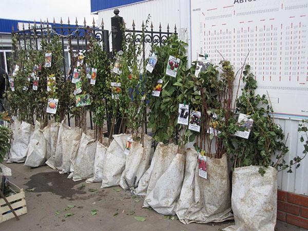 semis prêts à être plantés