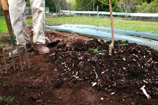 planter des prunes de cerisier dans un trou préparé