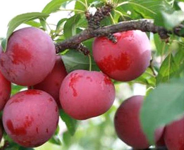 variétés de prune cerise