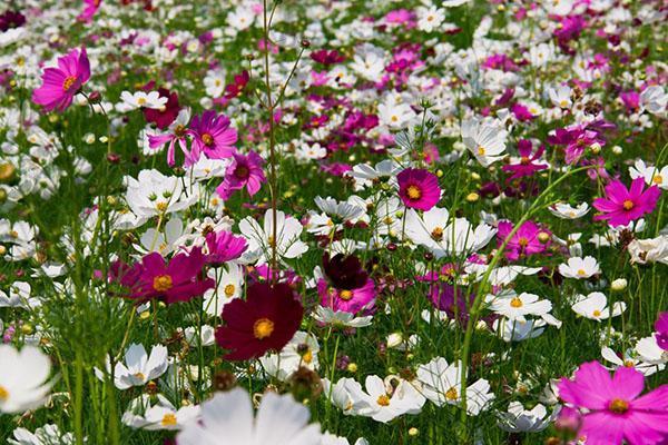 grandes fleurs de cosmos