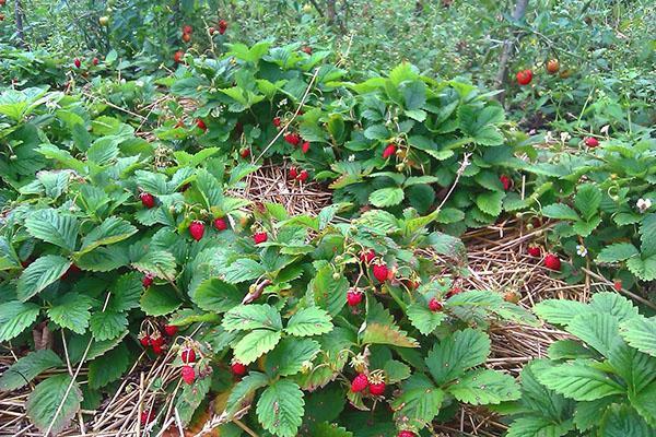 parterres de fraises coquette remontante