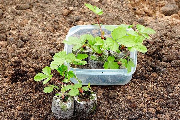 plantar plántulas en campo abierto.