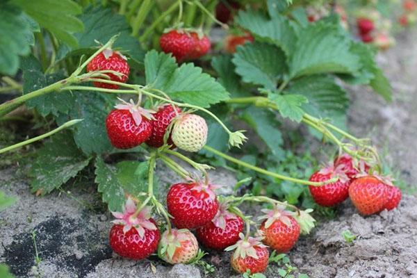 coqueta de fresa