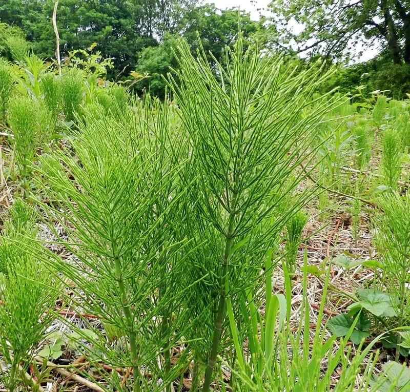 pousses végétatives de prêle des champs