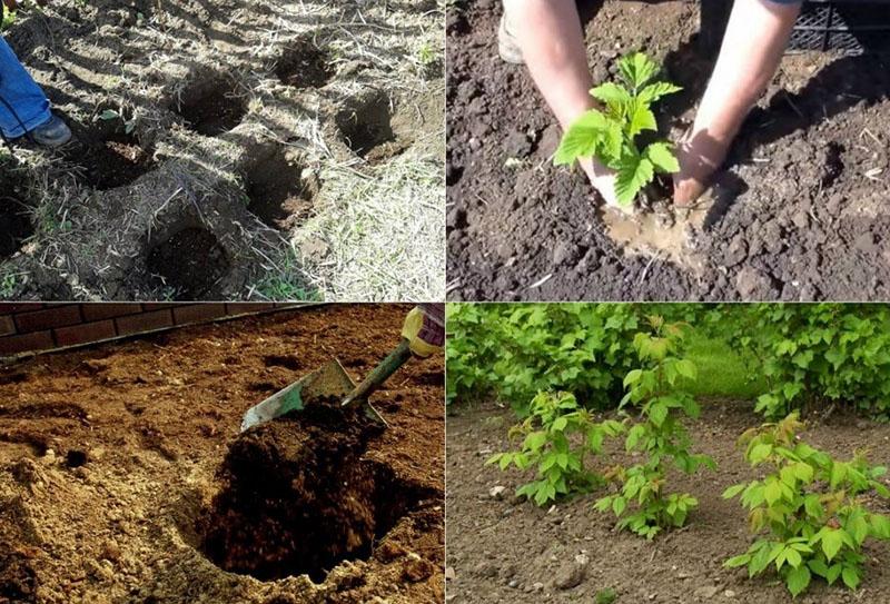 planter dans des buissons séparés