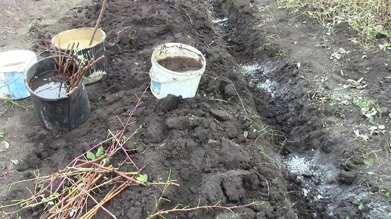 planter des framboises en rangées