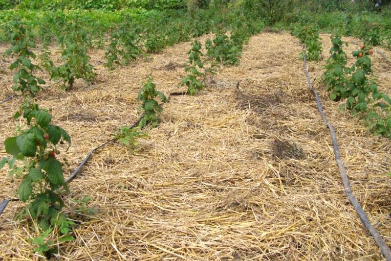 paillage et arrosage des framboises